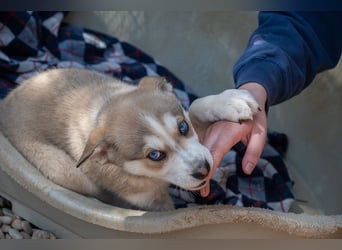 NALA-absolut liebevoll, eher ruhig, gesund und gestärkt wartet sie sehnsüchtig auf ihre Familie