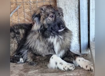 THEO, Rüde, 1,5 Jahre, 45cm, Mischling, Tierschutz