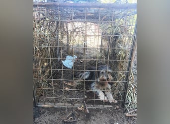 Lilli – Eine zarte Seele auf der Suche nach Vertrauen und einem Zuhause.