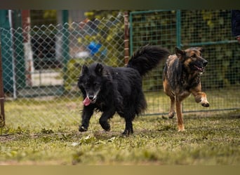 Priya: Schenke mir Liebe!