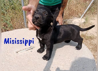 Misissippi geb. 03/2025 (in Deutschland) - kleiner Labrador-Mix Welpe!