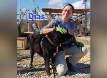 Dias, 10/19 – ruhiger, lieber Schmuser sucht sein Kuschelkörbchen