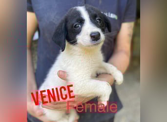Venice, 1 ¾ jähriges Mädchen, ca. mittelgroß, verschmust, freundlich, sozial, aktiv