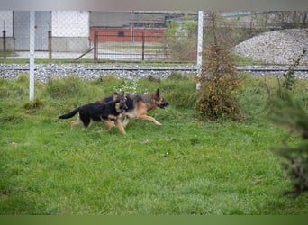Tina: Traumhund sucht Traumzuhause