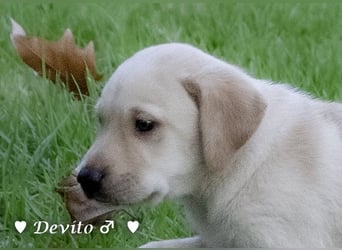 Danny,Debbie, Diddie, Donald und Devito suchen ein Zuhause