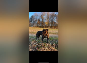 Old English Bulldog Welpen