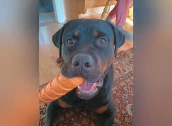 tolle Rottweilerhündin Daisy