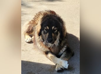 Aramis ❤️ liebevoll aufgeweckter Jungrüde