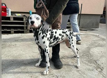 Dius, 3 Jahre, 57cm sucht ihr Körbchen