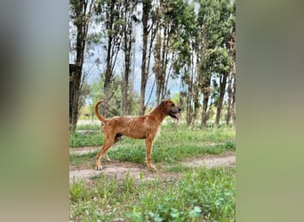 Balu: er hat ganz viel Liebe zu geben