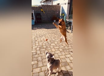ZuHause gesucht für Jin