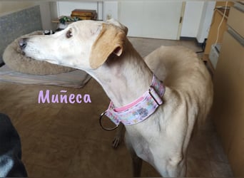 Muñeca 01/2019 (in Deutschland) - ausgeglichene und liebevolle, ganz besondere Galga!