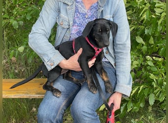 Ella (Elvira) VA - Aufgeweckte Welpin sucht Abenteuer und Geborgenheit