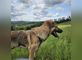 Leander,geb.02/25,lieber Hütehundmix sucht seine Familie,bereits auf PS in 57271 Hilchenbach