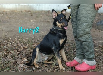 Harry2 geb. 12/2021 - ein Engel auf 4 Pfoten!