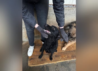 LIO sucht ein Zuhause oder Pflegestelle