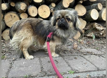 Odett, 1 Jahr, 25cm sucht ihre Leute