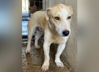Pazzo, geb. ca. 06/2024, lebt in GRIECHENLAND, im städt. Tierheim Serres