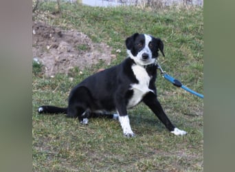 Peaches - Körbchen zum Glücklichsein gesucht