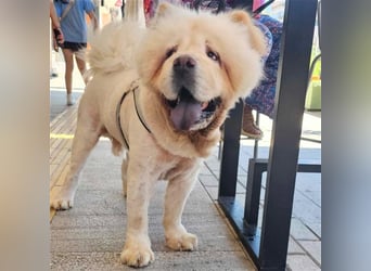 Charlie- Chow Chow- sucht ein Zuhause / eine Pflegestelle