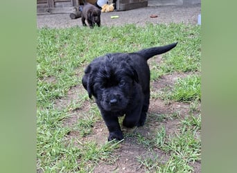 Labrador Welpen mit Ahnentafel