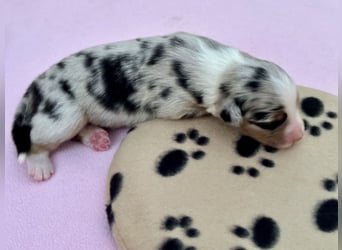 Blue Merle Hündin, Australian Shepherd