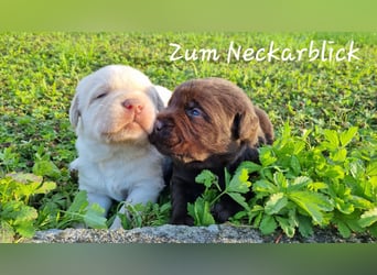 Labrador Welpen in der Farbe chocolate und blond vom Züchter