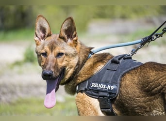 Bella2 SI – Aktive Hündin sucht passendes Zuhause