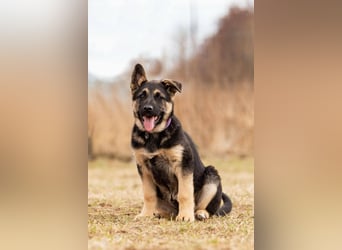 Verspielte Samantha sucht ihre Menschen