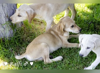 Ralfie, Roberta, Robbie und Rickie suchen eine Familie