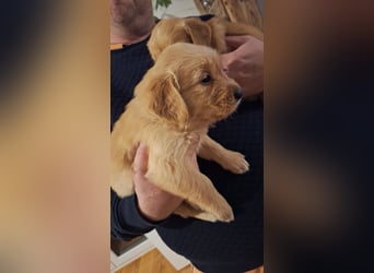 Golden Retriever Welpen