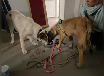 Die halbblinde Beba sucht dringend einen Platz