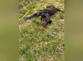 Susi – Zarte Hundedame mit großem Herzen sucht ein liebevolles Zuhause