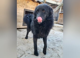 LENZI❤️unser kroat. Schäferhund-Mix-Rüde ist ein wahrer Sonnenschein!