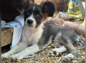 Letty, geboren 30.03.2025, 24cm sucht ihr Zuhause