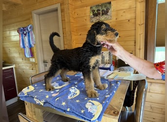 Airedale Welpen vom Uranusfels