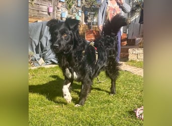Hütehund Mischling Daios sucht eine liebe Familie