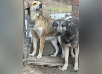 GREY, Hündin, 4 Jahre, 44 cm, Mischling, Tierschutz
