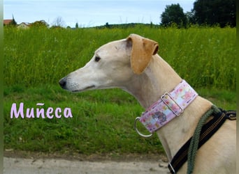 Muñeca 01/2019 (in Deutschland) - ausgeglichene und liebevolle, ganz besondere Galga!