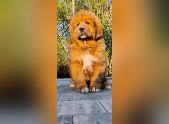 Do khyi Tibetischer Mastiff