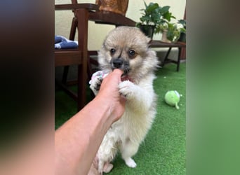 Bonnie SR - Spitz-Prinzessin sucht ihr Für-immer-Zuhause