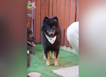Theo SR – Schlauer Wirbelwind mit treuem Blick sucht aktives Zuhause