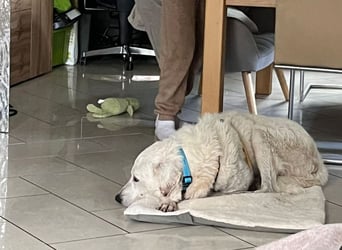Francesco - Wo sind die Freunde von großen, gemütlichen Hunden