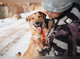 Labrador-Mix Loki sucht Familie