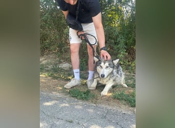 Maya, sanfte Malamute Hündin sucht liebevolle Menschen