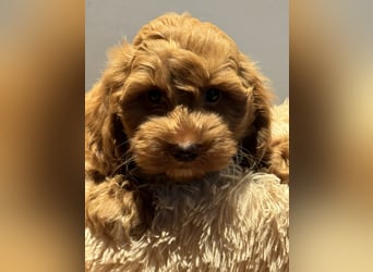 Maltipoo/mini Doodle Welpen