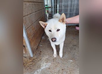 Lien PP – Offener Shiba Inu-Rüde auf der Suche nach seinem Zuhause