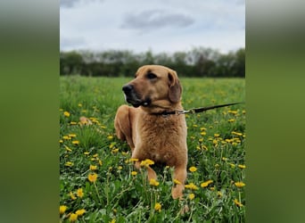 großer Herzenshund Bailey sucht noch seine Menschen