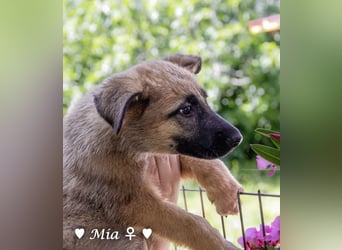 Mia sucht ein Zuhause