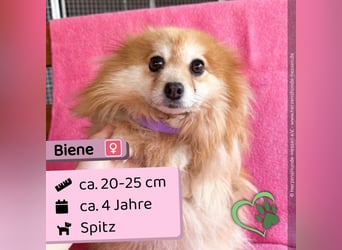 Biene